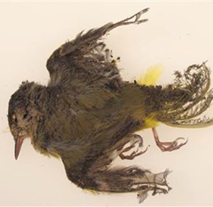 A "streamer." a bird fried in mid-air by a solar thermal array