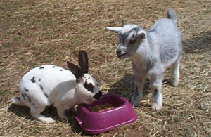 goat_rabbit
